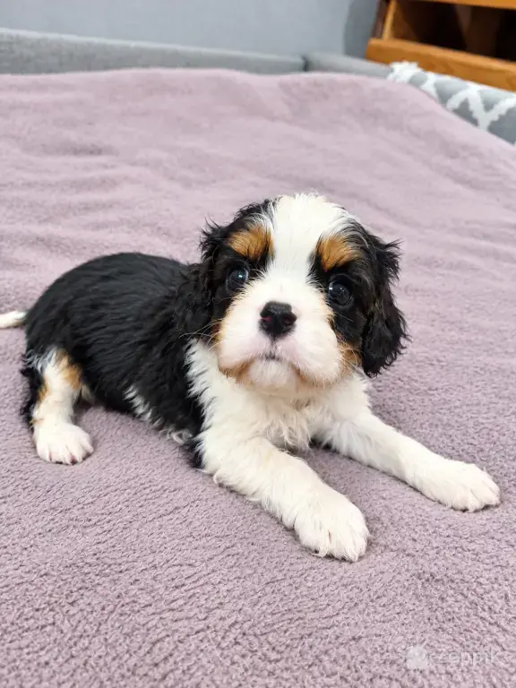 Cavalier King Charles spanjeli kutsikad!
