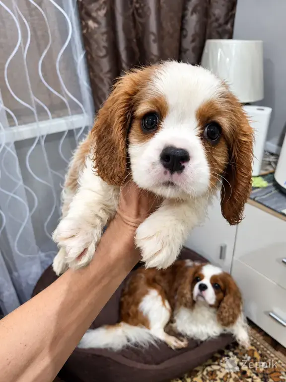 Cavalier King Charles spanjeli kutsikad!