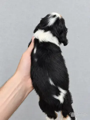Cavalier King Charles spanjeli kutsikad!