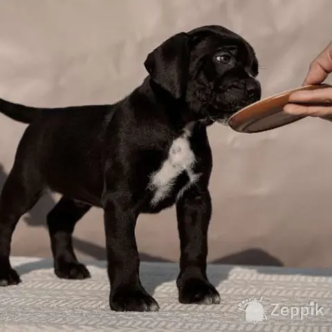 Щенки кане корсо