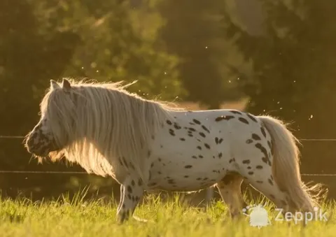 MINI-APPALOOSA TÄKK, лошадь МИНИ-АППАЛУЗА