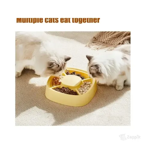 Kassikauss Qiodazoo