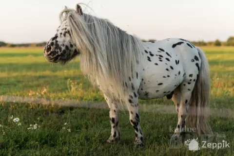 MINI-APPALOOSA TÄKK, лошадь МИНИ-АППАЛУЗА