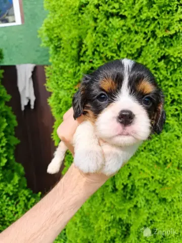 Cavalier King Charles spanjeli kutsikad!