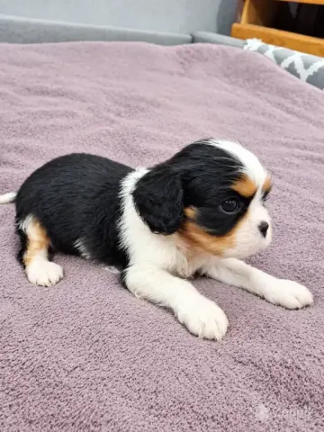 Cavalier King Charles spanjeli kutsikad!