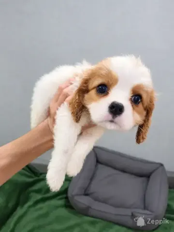 Cavalier King Charles spanjeli kutsikad!