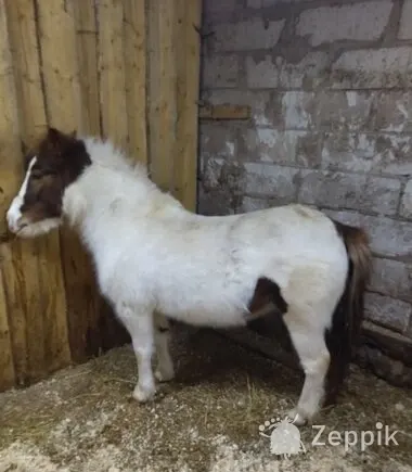 PONI MÄRA, Пони
