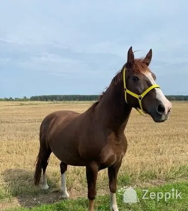 Uut kodu otsib mära, Лошадь