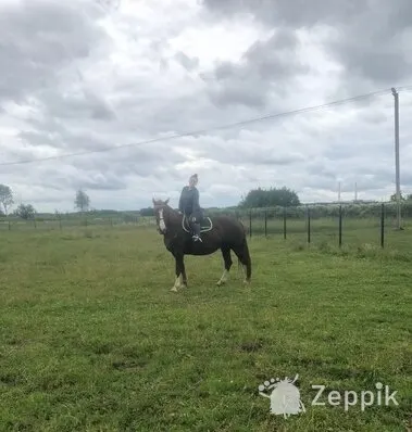 Uut kodu otsib mära, Лошадь