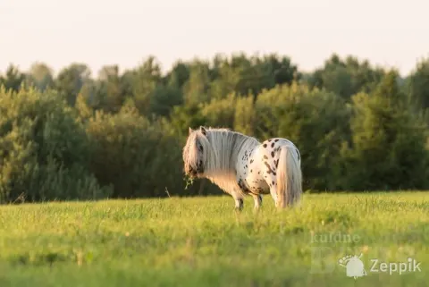 MINI-APPALOOSA TÄKK, лошадь МИНИ-АППАЛУЗА