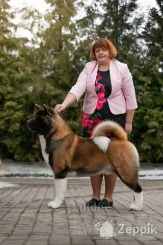 Ameerika Akita kutsikaid