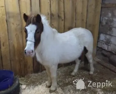 PONI MÄRA, Пони