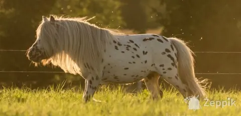 MINI-APPALOOSA TÄKK, лошадь МИНИ-АППАЛУЗА