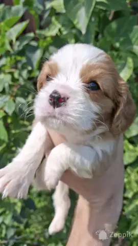 Cavalier King Charles spanjeli kutsikad!