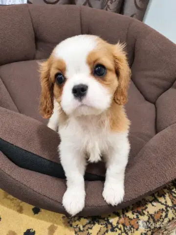Cavalier King Charles spanjeli kutsikad!