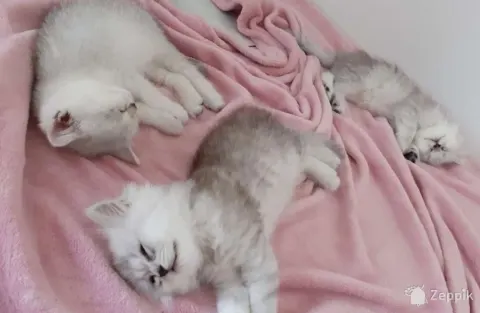 Британские котята