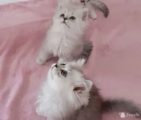 Британские котята