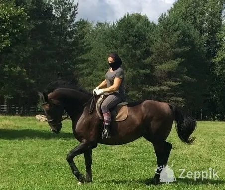 MÜÜA HOBUSED, ПРОДАЖА ЛОШАДЕЙ