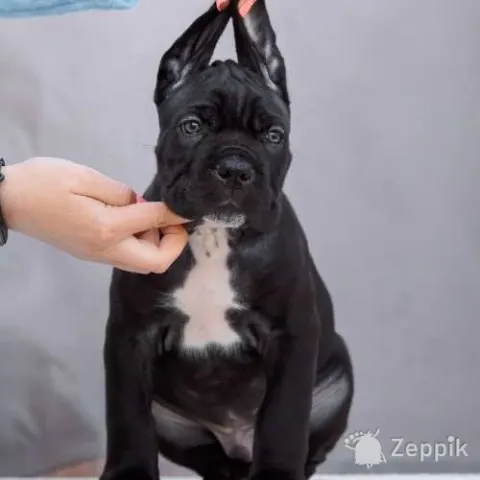 Щенки кане корсо
