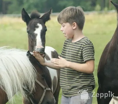 BIG PONY, БОЛЬШОЙ ПОНИ