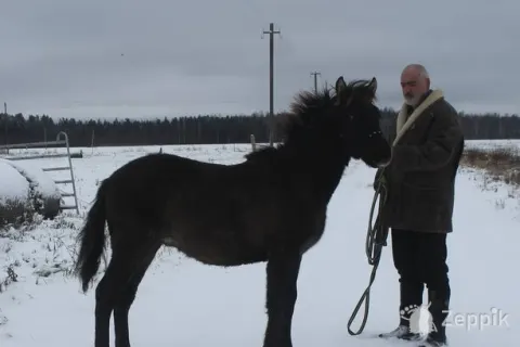 EESTI TÕUGU TÄKK, Эстонский жеребец