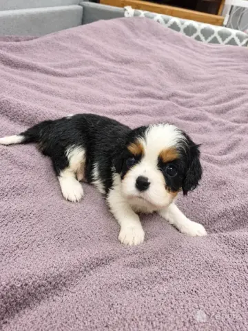 Cavalier King Charles spanjeli kutsikad!