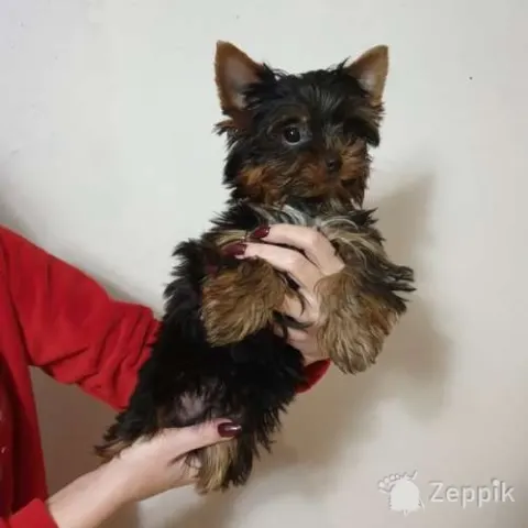 Йоркширский терьер