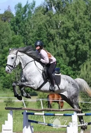 BIG PONY, БОЛЬШОЙ ПОНИ
