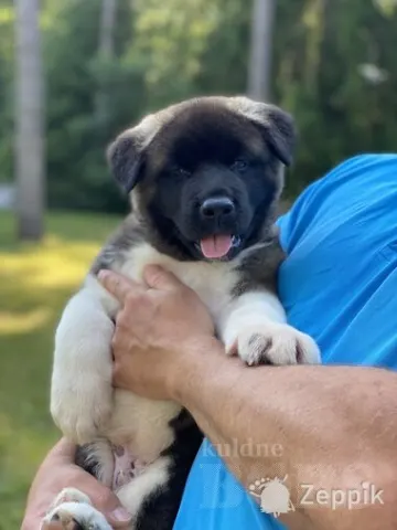 Ameerika Akita kutsikaid