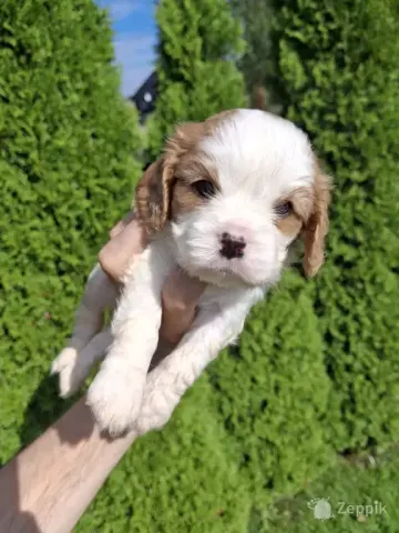 Cavalier King Charles spanjeli kutsikad!