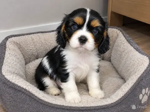 Cavalier King Charles spanjeli kutsikad!