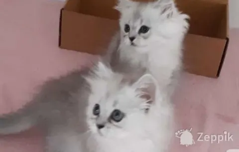Британские котята