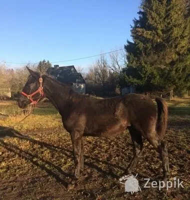 MÜÜA HOBUSED, ПРОДАЖА ЛОШАДЕЙ