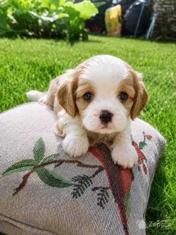 Cavalier King Charles spanjeli kutsikad!
