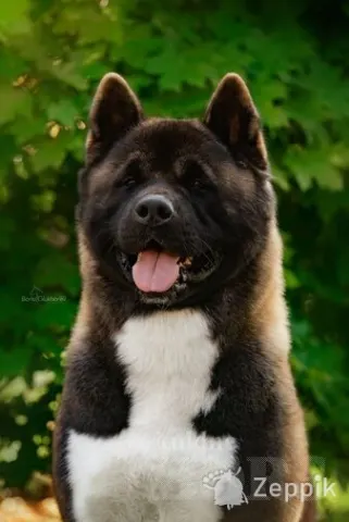 Ameerika Akita kutsikaid