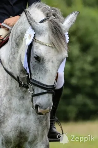 BIG PONY, БОЛЬШОЙ ПОНИ