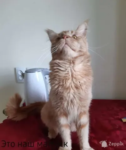 Котята Мейн-кун