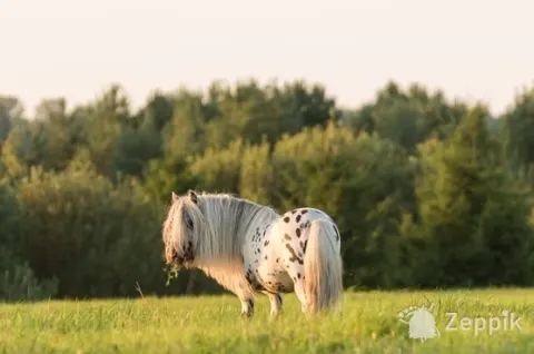 MINI-APPALOOSA TÄKK, лошадь МИНИ-АППАЛУЗА