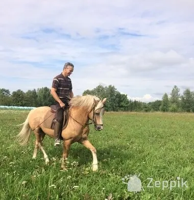 MÜÜA HOBUSED, ПРОДАЖА ЛОШАДЕЙ