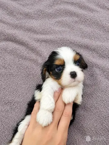 Cavalier King Charles spanjeli kutsikad!