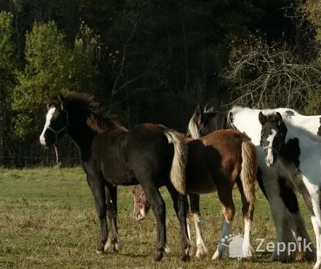 BIG PONY, БОЛЬШОЙ ПОНИ