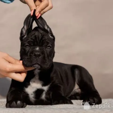Щенки кане корсо