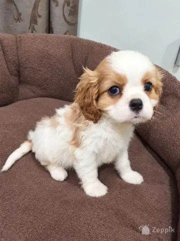Cavalier King Charles spanjeli kutsikad!