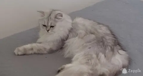 Британские котята