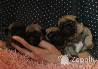 mopsi kutsikaid, Щенки мопса