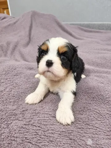 Cavalier King Charles spanjeli kutsikad!