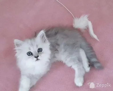 Британские котята