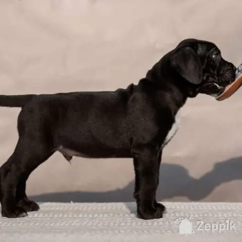 Щенки кане корсо