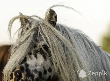 MINI-APPALOOSA TÄKK, лошадь МИНИ-АППАЛУЗА