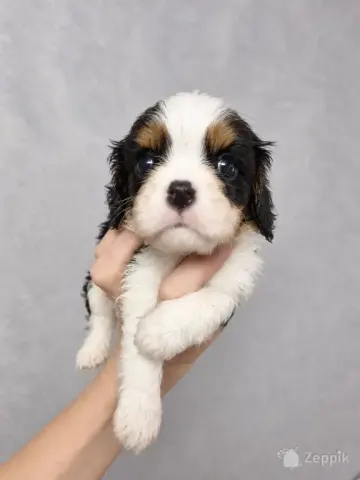 Cavalier King Charles spanjeli kutsikad!